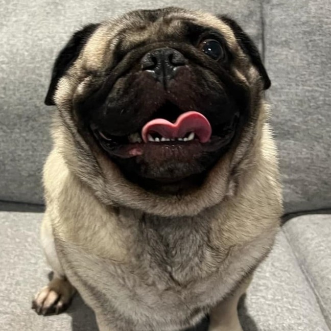 Photo of Rambo