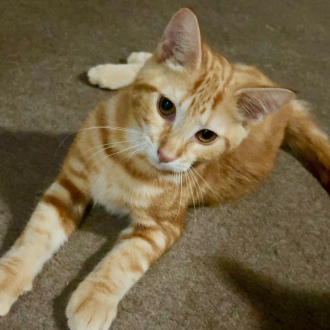 Photo of Jason Todd **2nd Chance Cat Rescue**