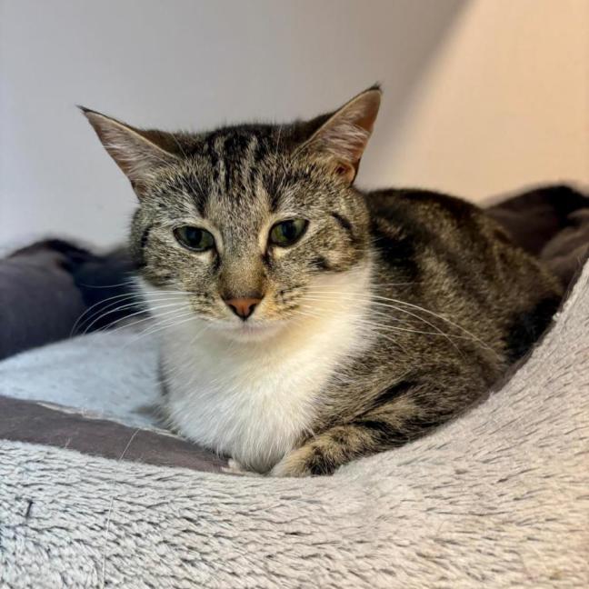 Photo of 🐭 Styx 🐭