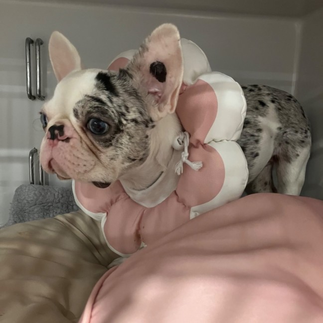 Photo of Minnie