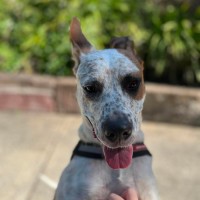 Photo of Poppy