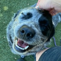 Photo of Roxie