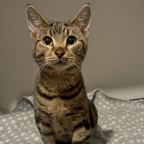 Mermaid man - Domestic Short Hair (DSH) Cat