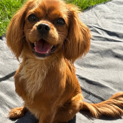 Lilly Pilly - Cavalier King Charles Spaniel Dog