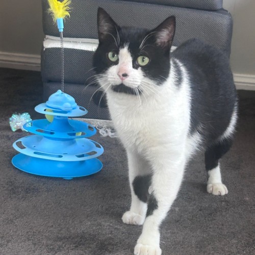 Coastie 🌊  - Domestic Short Hair (DSH) Cat