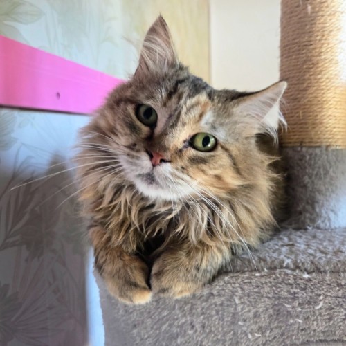 Carlita - Domestic Medium Hair (DMH) Cat