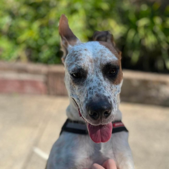 Photo of Poppy