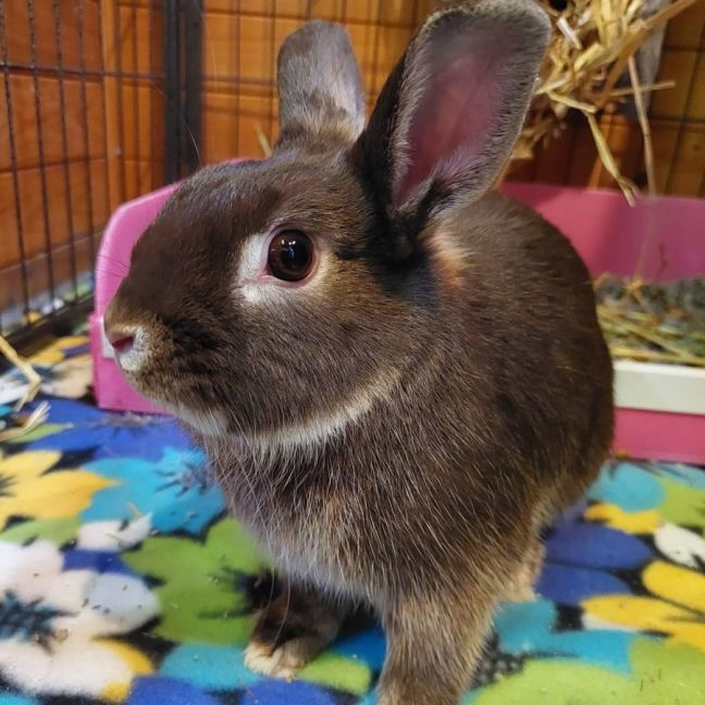 Photo of 🐰Bean & Peach🐰(Located In Hampton Park))