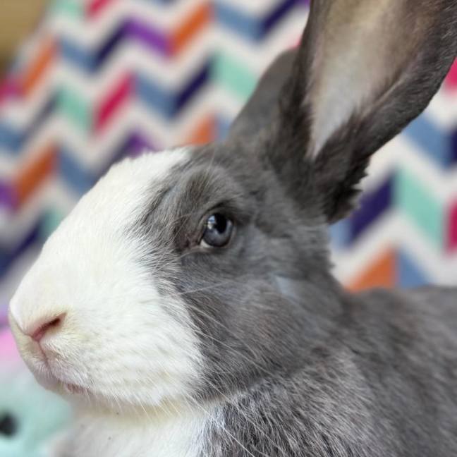 Photo of Masiy (Located In Wantirna South)