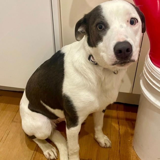 Photo of Shyloh 