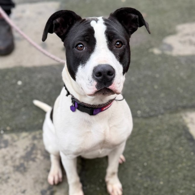 Photo of Penny