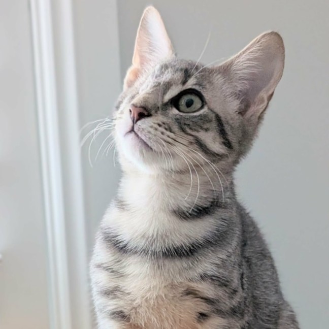 Photo of Olive