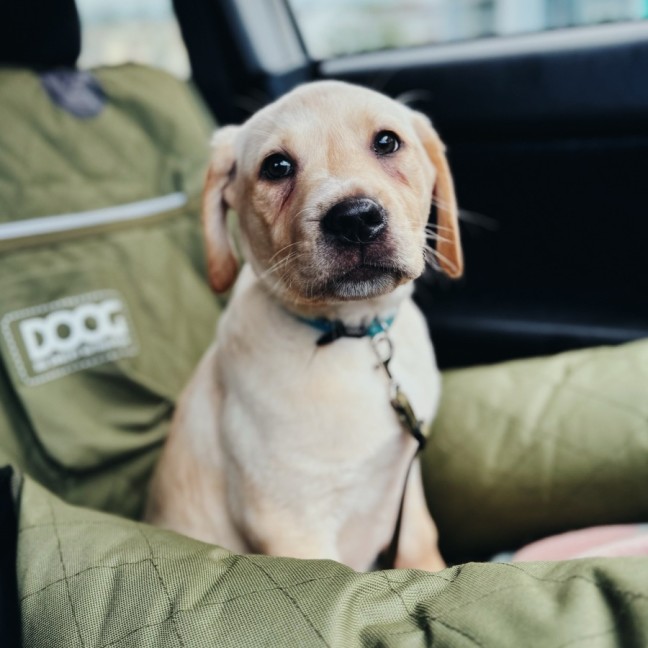 Photo of Goldie