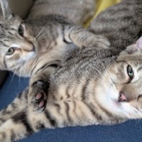 Photo of Splash And Shiny 