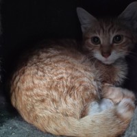 Photo of Ivy ** 2nd Chance Cat Rescue**
