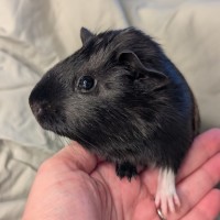 Photo of Jinx