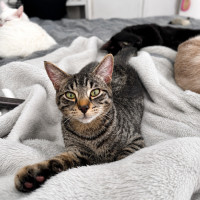 Photo of Koda