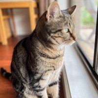 Photo of Frieda **2nd Chance Cat Rescue**