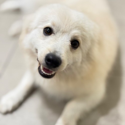 Sushi - Japanese Spitz Dog