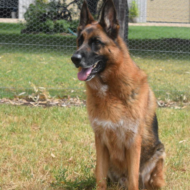 Photo of Toshi