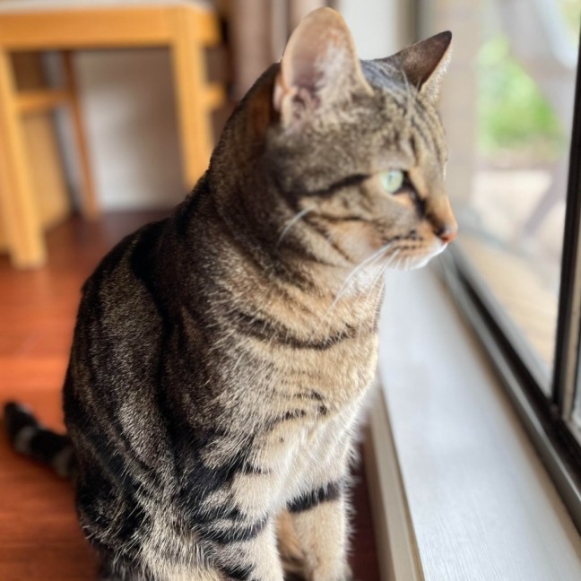 Photo of Frieda **2nd Chance Cat Rescue**