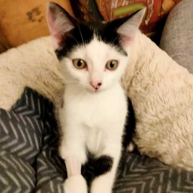 Photo of Shadow And Domino