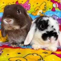 Photo of 🐰Puddles & Zephyr🐰 (Located In Wantirna South)