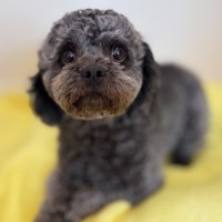 Photo of Misty