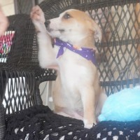 Photo of Dixie