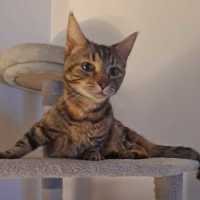 Photo of Chilli