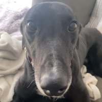 Photo of Danny, The Greyhounds