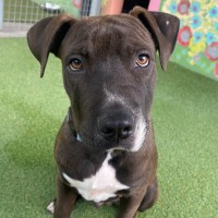 Photo of D1147 Hendrix