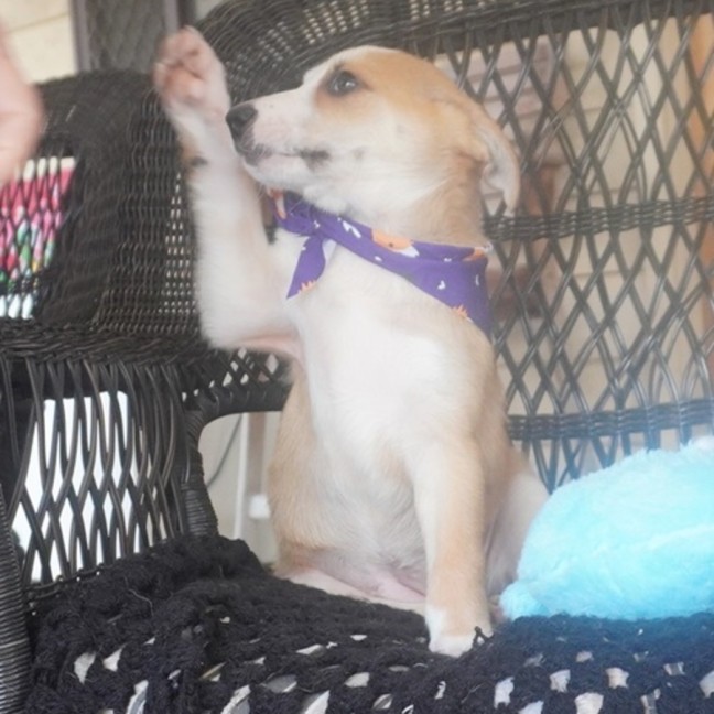 Photo of Dixie