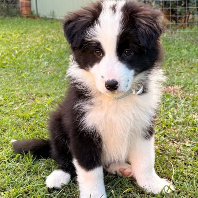 Photo of Kylo
