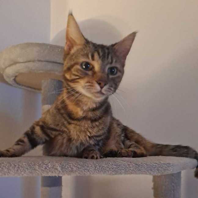 Photo of Chilli