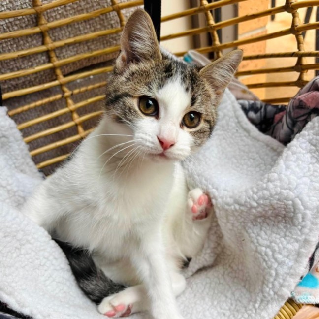 Photo of Lucky