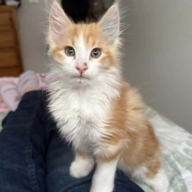 Photo of Laurent**2nd Chance Cat Rescue**