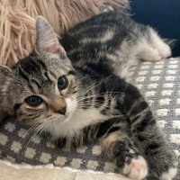 Photo of 🌙 Apollo 🌙