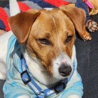 Photo of Scout 