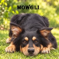 Photo of Mowgli