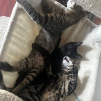 Photo of Poppy And Precious