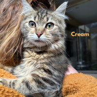 Photo of Cream