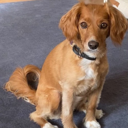 Georgie  - Cavalier King Charles Spaniel x Jack Russell Terrier Dog