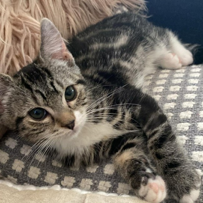 Photo of 🌙 Apollo 🌙