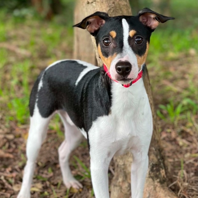 Photo of Skipper