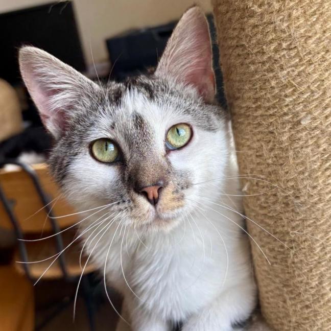 Photo of Marble