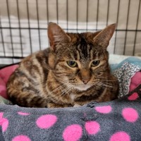 Photo of Rebel