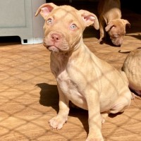 Photo of Futurama Pups