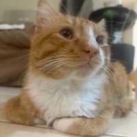 Photo of Foxy ** 2nd Chance Cat Rescue**