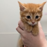 Photo of Long John Silver